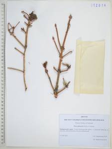 Ель китайская, Сибирь, Дальний Восток (S6) (Россия)