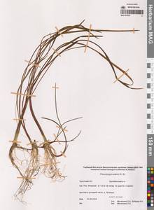 Бокоостник Сабина, Плевропогон Сабина R.Br., Сибирь, Чукотка и Камчатка (S7) (Россия)