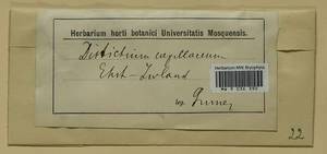 Distichium capillaceum (Hedw.) Bruch & Schimp., Гербарий мохообразных, Мхи - Прибалтика (B1) (Неизвестно)