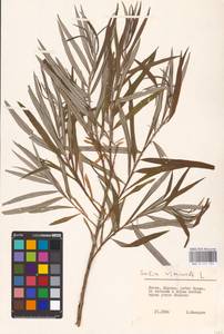 Ива прутовидная, Ива корзиночная L., Восточная Европа, Литва (E2a) (Литва)