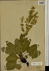 Salvia staminea Montbret & Aucher ex Benth., Кавказ, Армения (K5) (Армения)