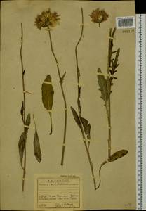 Klasea marginata (Tausch) Kitag., Сибирь, Прибайкалье и Забайкалье (S4) (Россия)
