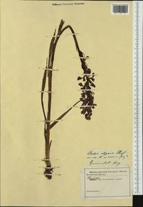 Анакамптис болотный (Jacq.) R.M.Bateman, Pridgeon & M.W.Chase, Западная Европа (EUR) (Неизвестно)