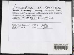 Lewinskya sordida (Sull. & Lesq.) F. Lara, Garilleti & Goffinet, Гербарий мохообразных, Мхи - Дальний Восток (без Чукотки и Камчатки) (B20) (Россия)