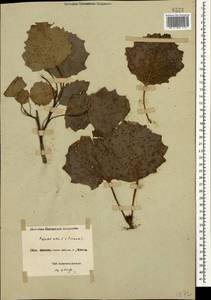 Populus × canescens (Aiton) Sm., Кавказ, Черноморское побережье (от Новороссийска до Адлера) (K3) (Россия)