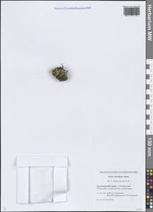 Крупка почти головчатая Simmons, Сибирь, Центральная Сибирь (S3) (Россия)