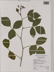 Rubus rudis Weihe, Западная Европа (EUR) (Германия)