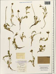 Астрагал неопределенный Ledeb., Кавказ, Ставропольский край, Карачаево-Черкесия, Кабардино-Балкария (K1b) (Россия)