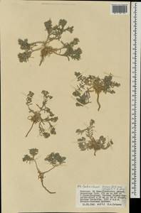 Stevenia tenuifolia (Stephan ex Willd.) D. A. German, Монголия (MONG) (Монголия)