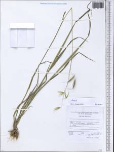 Овес, Средняя Азия и Казахстан, Западный Тянь-Шань и Каратау (M3) (Таджикистан)