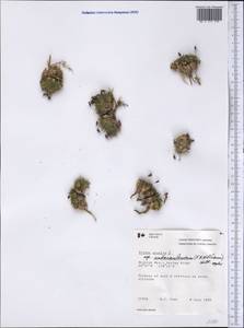 Silene acaulis subsp. acaulis, Америка (AMER) (Канада)