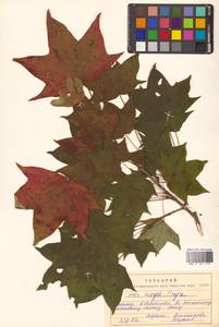 Клен Майра (Schwer.) H.Ohashi, Сибирь, Дальний Восток (S6) (Россия)