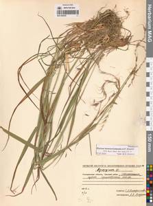 Пырейник смешиваемый (Roshev.) Tzvelev, Сибирь, Чукотка и Камчатка (S7) (Россия)