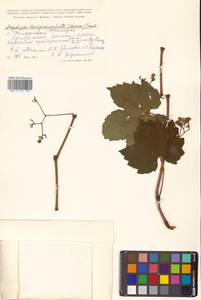 Ampelopsis glandulosa var. brevipedunculata (Maxim.) Momiy., Сибирь, Дальний Восток (S6) (Россия)