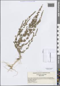 Марь белая L., Восточная Европа, Средневолжский район (E8) (Россия)