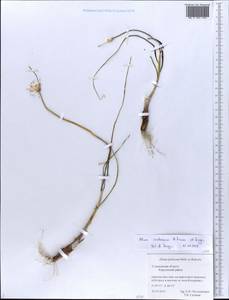 Лук меловой N.Friesen & Seregin, Восточная Европа, Средневолжский район (E8) (Россия)