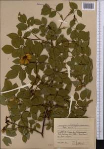 Шиповник собачий, Роза собачья L., Средняя Азия и Казахстан, Западный Тянь-Шань и Каратау (M3) (Узбекистан)