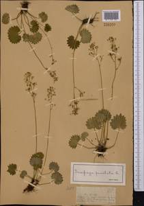 Камнеломка летняя (Fisch. & C.A.Mey.) Elven & D.F.Murray, Средняя Азия и Казахстан, Джунгарский Алатау и Тарбагатай (M5) (Казахстан)