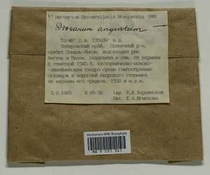 Dicranum angustum Lindb., Гербарий мохообразных, Мхи - Дальний Восток (без Чукотки и Камчатки) (B20) (Россия)