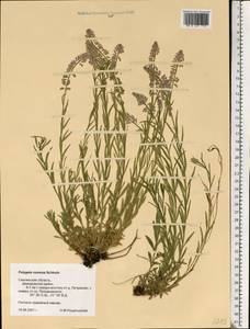 Истод хохлатый Schkuhr, Восточная Европа, Западный район (E3) (Россия)