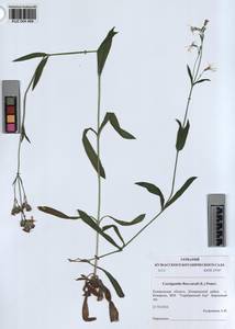 KUZ 004 489, Горицвет кукушкин, кукушкин цвет, Сибирь, Алтай и Саяны (S2) (Россия)