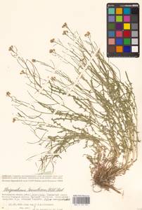 Стеригма каспийская (Lam.) Kuntze, Восточная Европа, Нижневолжский район (E9) (Россия)