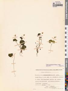 Viola crassa subsp. avatschensis (W.Becker & Hultén) Espeut, Сибирь, Чукотка и Камчатка (S7) (Россия)