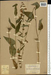 Колокольчик рапунцелевидный L., Восточная Европа, Южно-Украинский район (E12) (Украина)