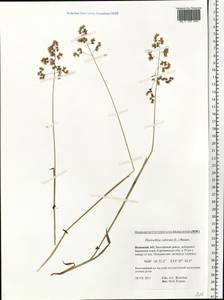 Anthoxanthum nitens (Weber) Y.Schouten & Veldkamp, Восточная Европа, Северный район (E1) (Россия)