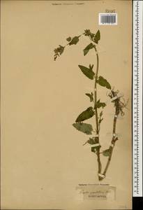 Котовник крупноцветковый M.Bieb., Кавказ (без точных местонахождений) (K0)