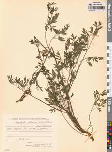 Хохлатка сибирская (L.fil.) Pers., Сибирь, Чукотка и Камчатка (S7) (Россия)