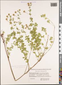 Lotus herbaceus (Vill.) Jauzein, Кавказ, Черноморское побережье (от Новороссийска до Адлера) (K3) (Россия)