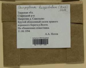 Campylophyllopsis hispidula (Brid.) Ochyra, Гербарий мохообразных, Мхи - Центральное Нечерноземье (B6) (Россия)