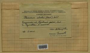 Pleurozium schreberi (Willd. ex Brid.) Mitt., Гербарий мохообразных, Мхи - Центральное Нечерноземье (B6) (Россия)