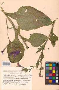 Nicotiana ×sanderae W. Watson, Восточная Европа, Московская область и Москва (E4a) (Россия)
