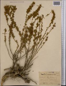 Терескен хохолковый (L.) Gueldenst., Сибирь, Западный (Казахстанский) Алтай (S2a) (Казахстан)