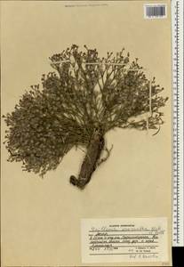 Plocama macrantha (Blatt. & Hallb.) M.Backlund & Thulin, Зарубежная Азия (ASIA) (Афганистан)