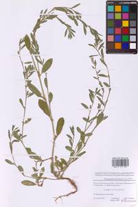 Спорыш птичий, Горец птичий L., Восточная Европа, Московская область и Москва (E4a) (Россия)