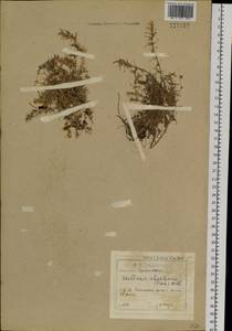 Adenonema cherleriae (Fisch. ex Ser.) M. T. Sharples & E. A. Tripp, Сибирь, Прибайкалье и Забайкалье (S4) (Россия)