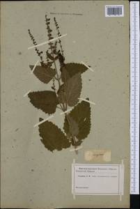 Scutellaria rubicunda Hornem., Западная Европа (EUR) (Неизвестно)
