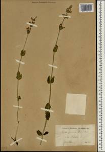 Nepeta betonicifolia subsp. strictifolia (Pojark.) Menitsky, Зарубежная Азия (ASIA) (Иран)