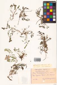 Астрагал альпийский L., Сибирь, Чукотка и Камчатка (S7) (Россия)