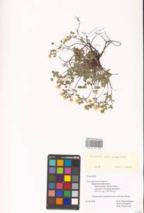 Лапчатка оттопырено-пушистая, Лапчатка поникшая Waldst. & Kit., Восточная Европа, Центральный лесостепной район (E6) (Россия)