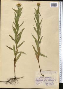 Pentanema salicinum (L.) D.Gut.Larr., Santos-Vicente, Anderb., E.Rico & M.M.Mart.Ort., Средняя Азия и Казахстан, Северный и Центральный Казахстан (M10) (Казахстан)