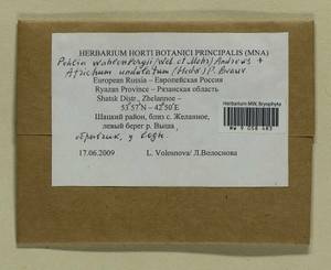 Atrichum undulatum (Hedw.) P. Beauv., Гербарий мохообразных, Мхи - Центральное Нечерноземье (B6) (Россия)