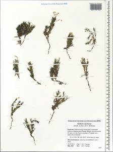 Adenonema cherleriae (Fisch. ex Ser.) M. T. Sharples & E. A. Tripp, Сибирь, Прибайкалье и Забайкалье (S4) (Россия)