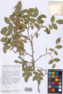Rosa × andegavensis Bastard, Восточная Европа, Центральный лесостепной район (E6) (Россия)