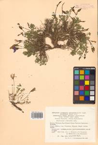 Остролодочник завернутый Ledeb., Сибирь, Чукотка и Камчатка (S7) (Россия)