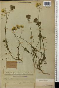 Морковь обыкновенная, Морковь дикая L., Кавказ, Азербайджан (K6) (Азербайджан)