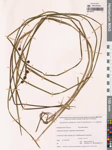 Sparganium × probatovae Tzvelev, Сибирь, Чукотка и Камчатка (S7) (Россия)